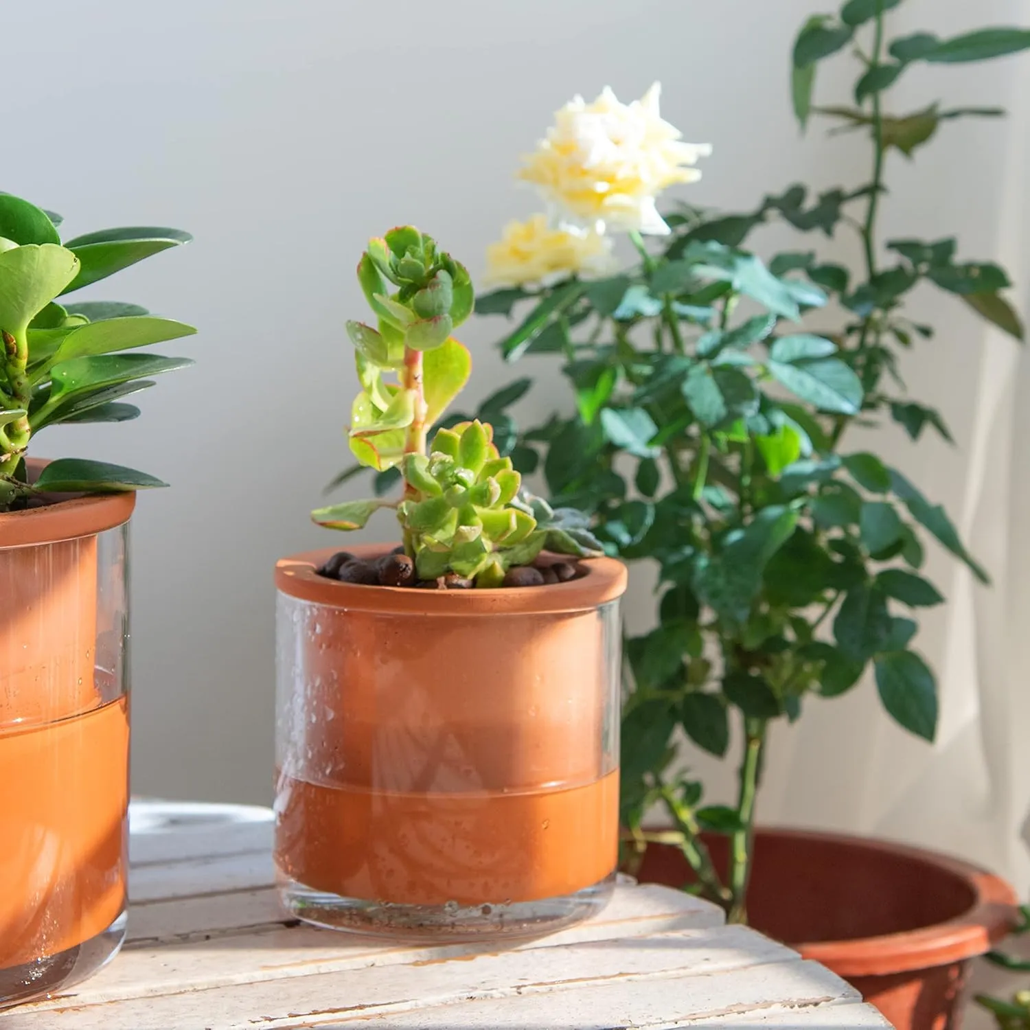 Phoenix Vine 4 Inch Self Watering Plants Pot, Design Terracotta Pot for Plants, Indoor Cylinder Terra Cotta Planter with Glass Vase, Set of 4, 51-A-E-4